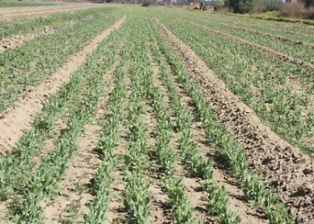 Bajas temperaturas impactan en 430 hectáreas de cultivos en Puebla.