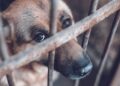 Puebla bajo la lupa por crueldad animal: Fiscalía investiga 50 casos, la capital encabeza la lista