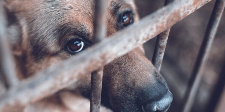 Puebla bajo la lupa por crueldad animal: Fiscalía investiga 50 casos, la capital encabeza la lista