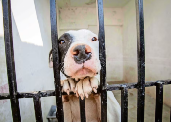 Dos denuncias por maltrato animal en Altepexi siguen bajo investigación