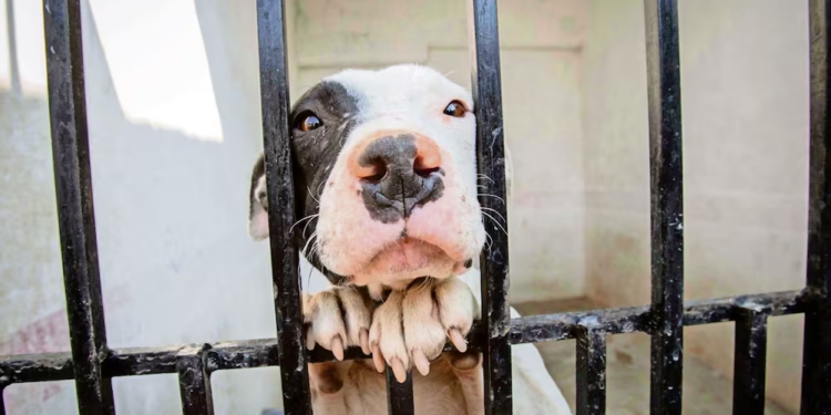 Dos denuncias por maltrato animal en Altepexi siguen bajo investigación