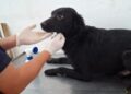 Rescatan a 13 perros por presunto maltrato animal en Puebla