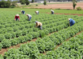 Campesinos llevan cinco años esperando regulación contra avionetas antilluvia