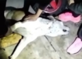 Denuncian presunto envenenamiento de perrito en San Martín Texmelucan