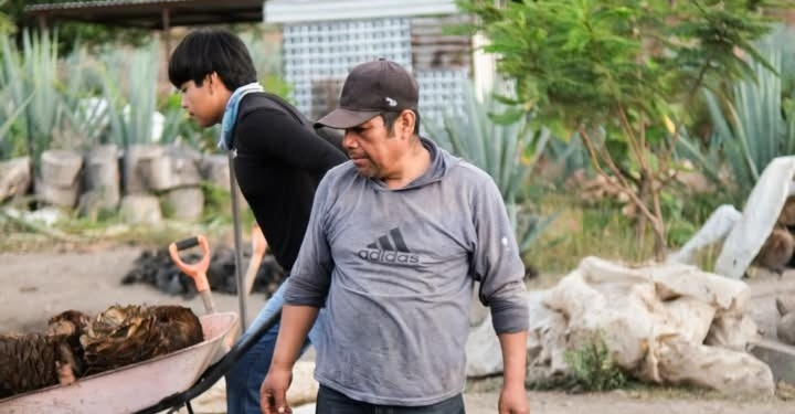 Sequía frena reforestación de agave para producir mezcal en Caltepec