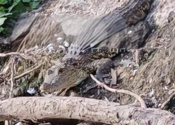 ¿Cocodrilos en Puebla? Captan ejemplar en Laguna de San Baltazar 