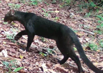 ¿Pantera, puma o jaguarundi? Captan a felino en Tierra Negra, Xicotepec