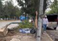 Camión de OXXO derriba un árbol y hiere a familia frente Hospital de la Niñez
