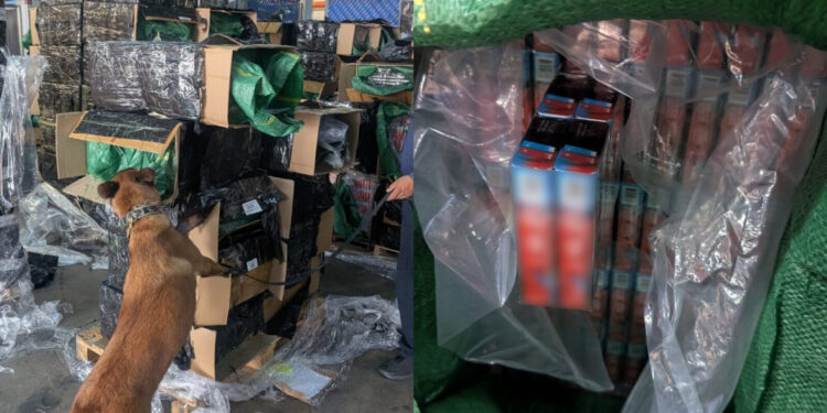 Catean bodega en Huixquilucan y localizan 60 toneladas de cigarros falsos, caen dos canadienses