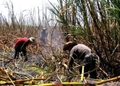 Productores de Coxcatlán prevén molienda histórica de caña para 2026