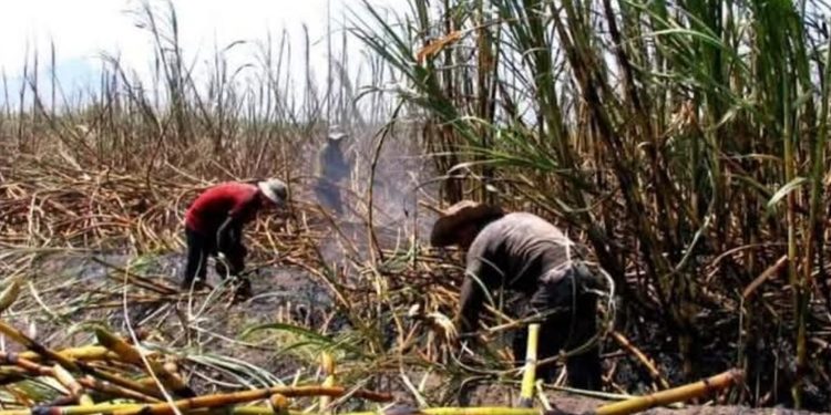Productores de Coxcatlán prevén molienda histórica de caña para 2026