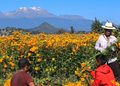 Flores de Día de Muertos suben de precio y complican ventas en Tehuacán