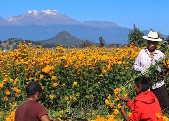Flores de Día de Muertos suben de precio y complican ventas en Tehuacán