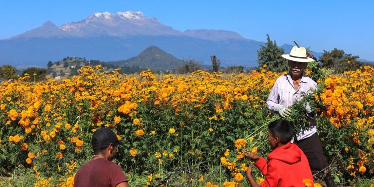 Flores de Día de Muertos suben de precio y complican ventas en Tehuacán