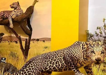 Museo de Historia Natural se despide de Tehuacán y cierra sus puertas 